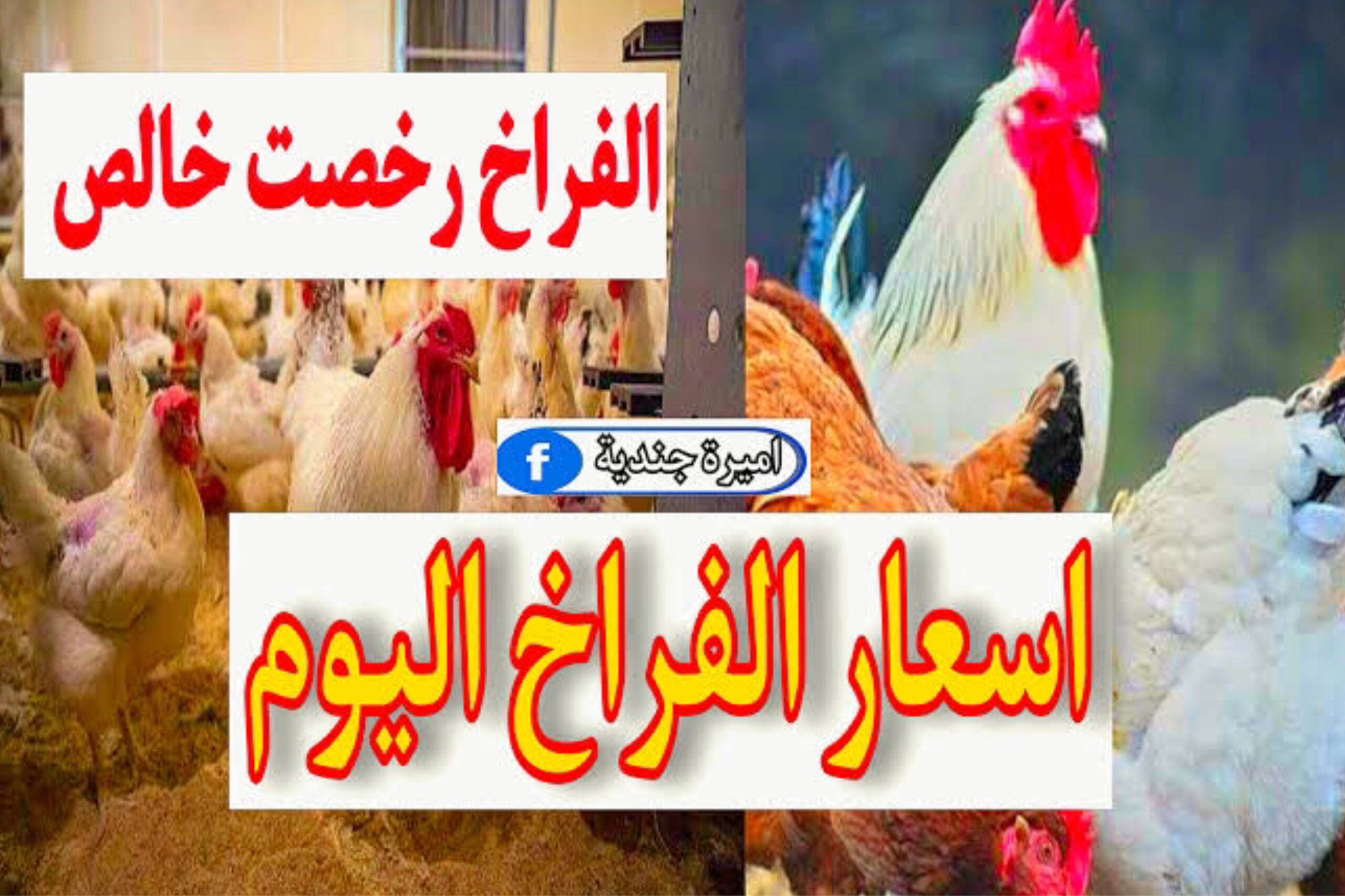 اسعار الدواجن اليوم