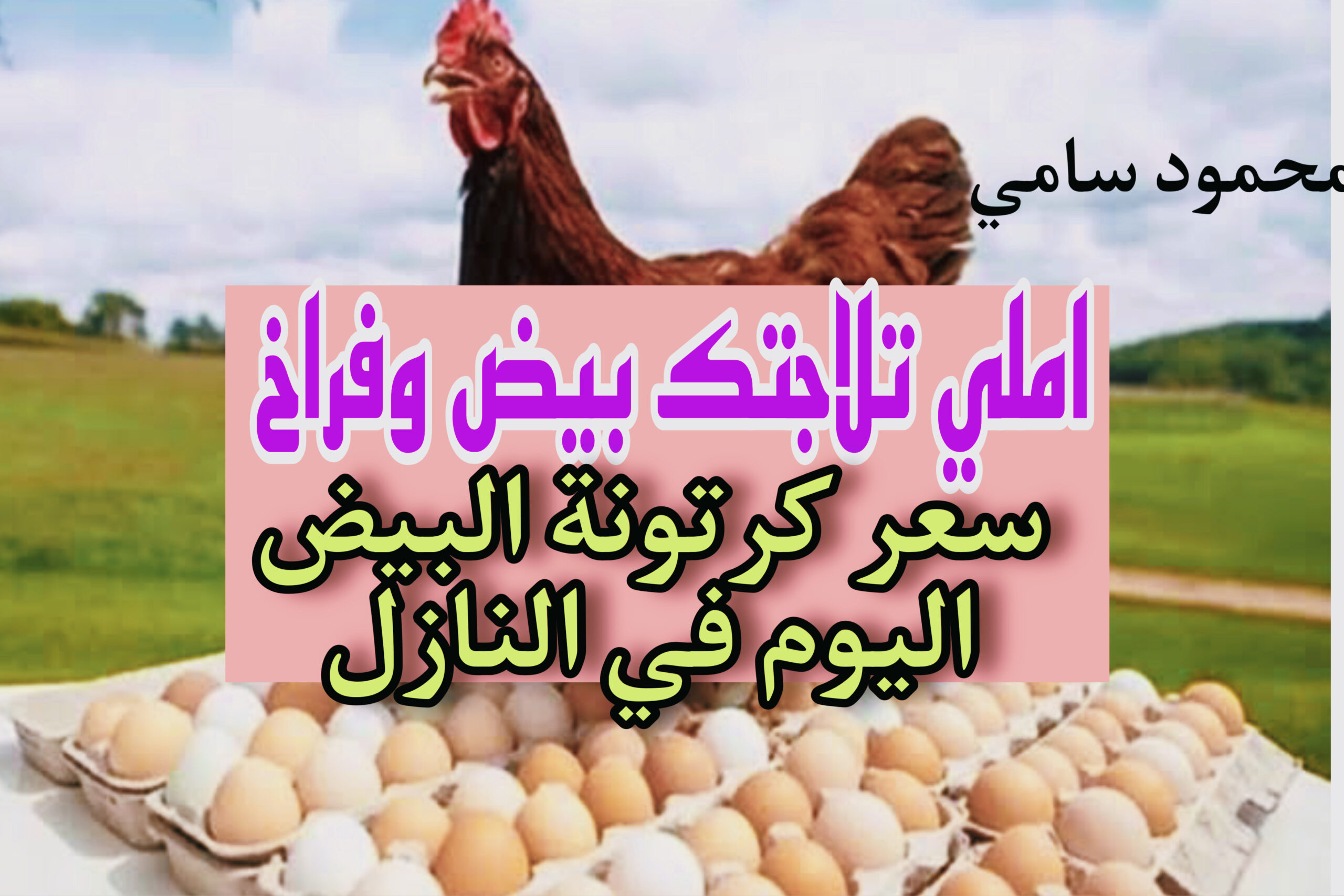 سعر كرتونة البيض اليوم