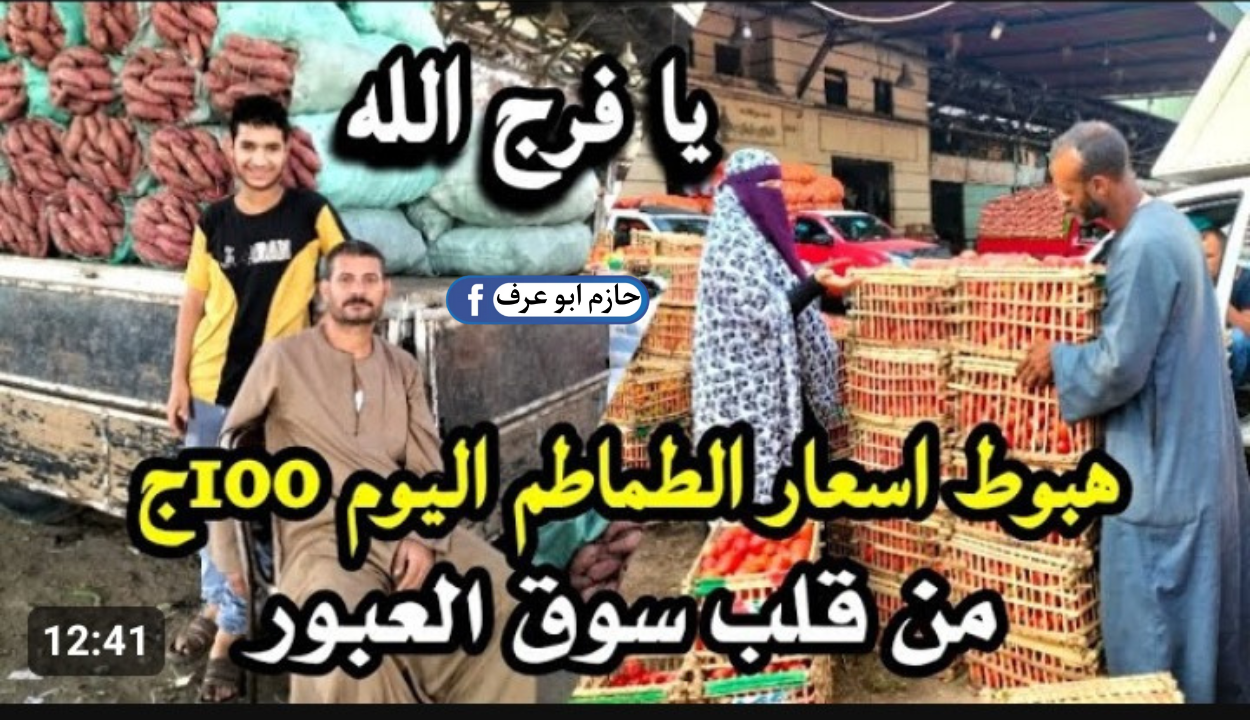 أسعار الطماطم اليوم