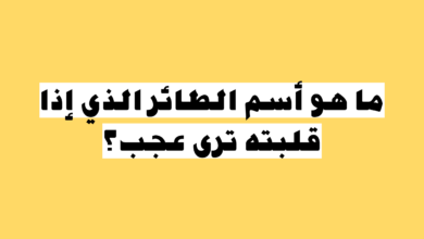 ما هو اسم الطائر الذي اذا قلبته ترى عجب ؟